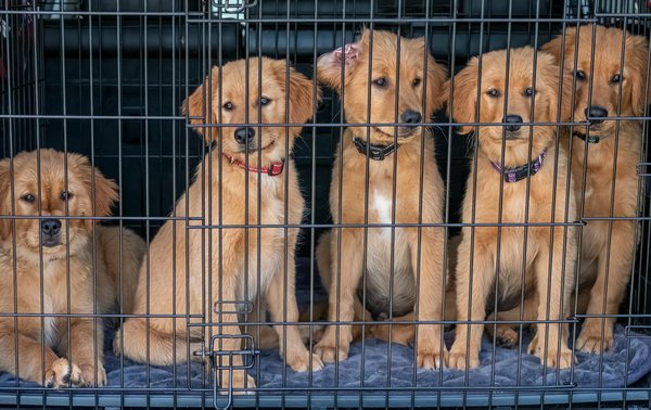 Quel est l'impact de la litière pour chien sur le comportement de votre animal ?