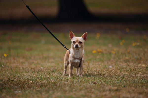 Les risques liés à la possession d'iguanes