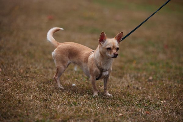 Ce que dit la loi sur la possession d'iguanes
